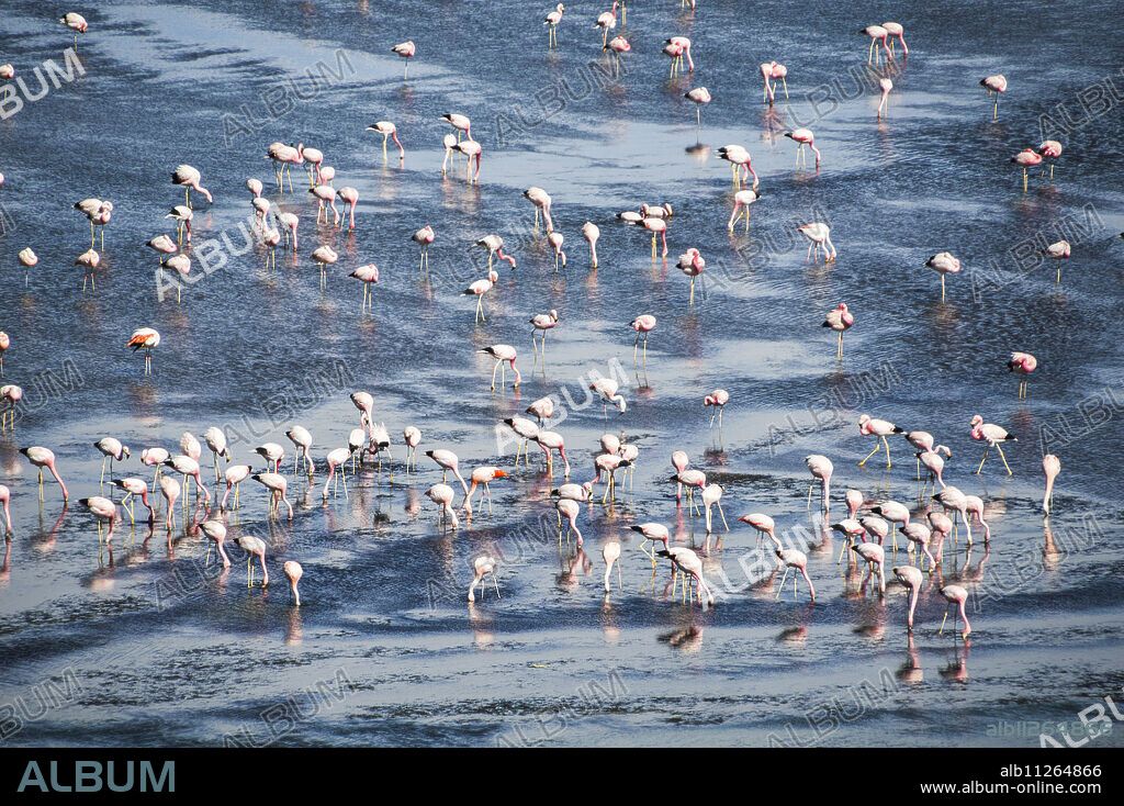 Flamingos at Laguna Colorada (Red Lagoon), a salt lake in the Altiplano of Bolivia in Eduardo Avaroa Andean Fauna National Reserve, Bolivia, South America.
