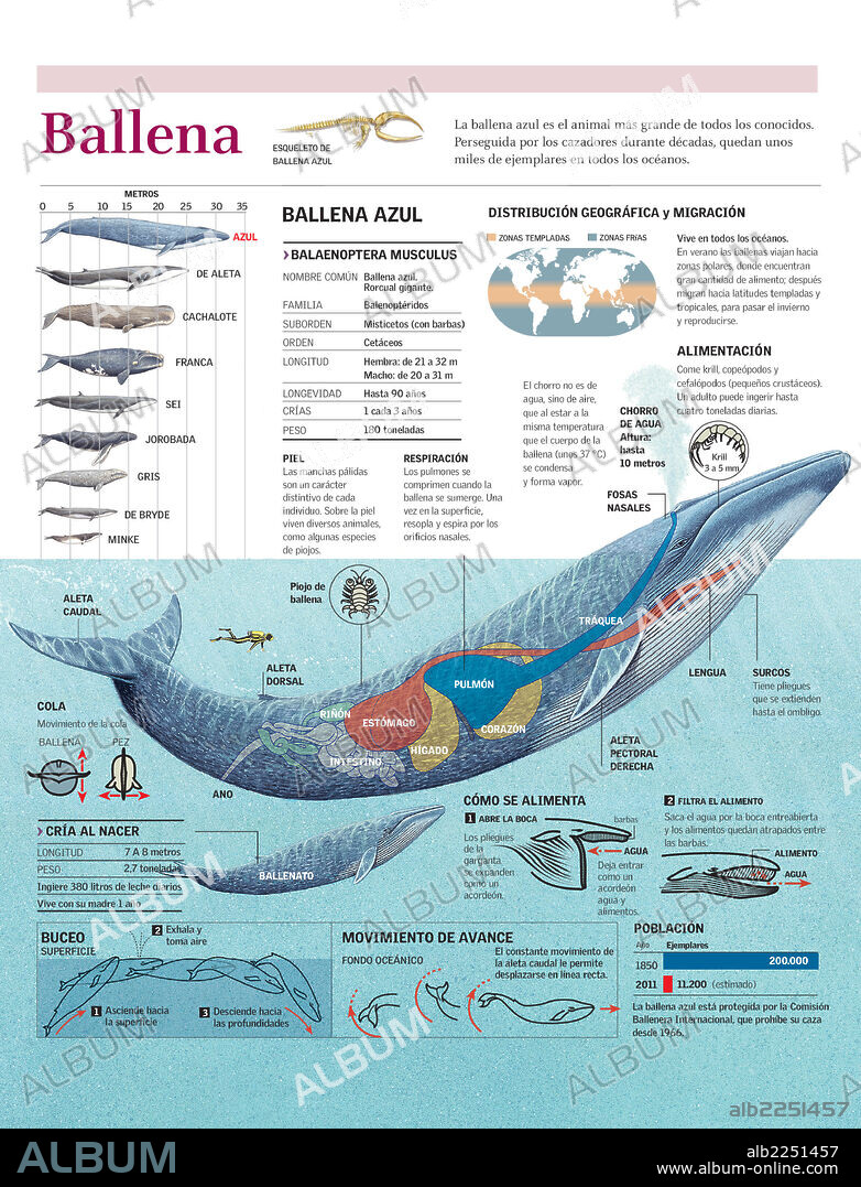 whale. Infographic on the anatomy, habitat, diet and breeding of the blue whale.