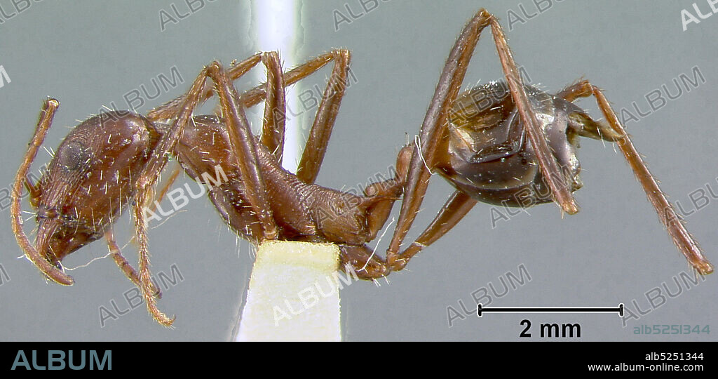 Andre-Montezuma, in chihuahua, Mexico, Aphaenogaster (Ischnomyrmex) cockerelli Andre, 1893, Animalia, Arthropoda, Insecta, Hymenoptera, Formicidae, Myrmicinae.