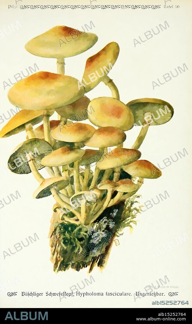 Pilze der Heimat Leipzig, Quelle und Meyer, 1913, agaricaceae, fungi, germany, mycology, mushroom, mushrooms, Emil Dörstling, sulphurtuft, sulphurtuft, Clustered Woodlover, Hypholoma fasciculare., A cluster of mushrooms, prominently featuring Hypholoma fasciculare, showcases a variety of shapes and sizes. The mushrooms are depicted with smooth, rounded caps that exhibit a gradient of colors ranging from yellowish-brown at the center to lighter tones towards the edges. Their stems are slender and tapering, adorned with delicate gills underneath the caps. The base appears to be nestled among greenery and moss, suggesting a natural forest habitat. The overall composition emphasizes the intricate details of the fungi, highlighting their unique textures and forms.