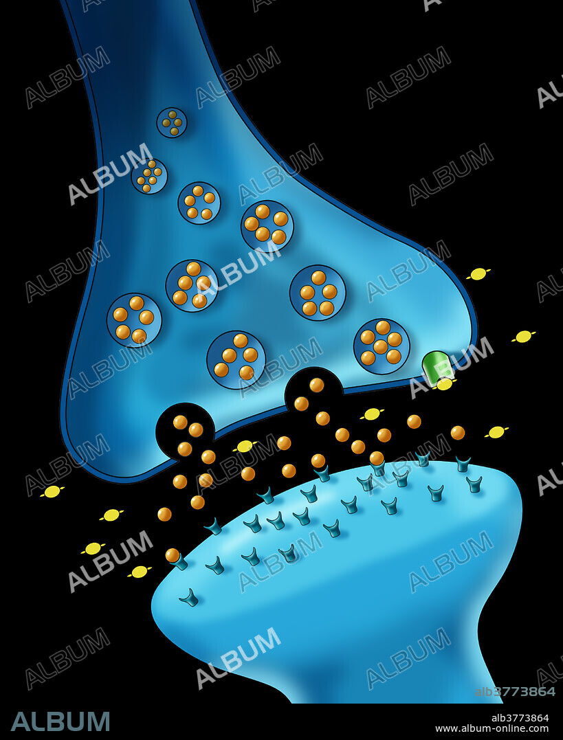 Illustration showing the effect of a dopamine reuptake inhibitor (DRI), a type of drug used to treat conditions like ADHD and depression, on the action of a dopamine transporter.