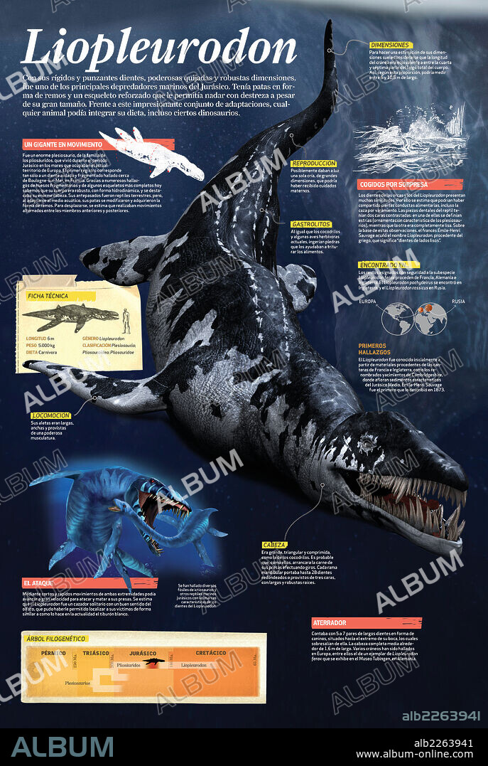 Liopleurodon. Infographic of the Liopleurodon, one of the main marine predators of the Jurassic.