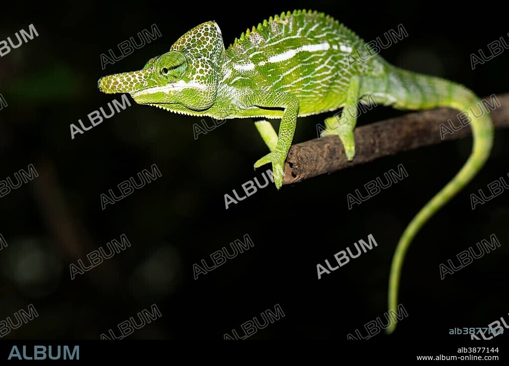 Labord's chameleon (Furcifer labordi), male, Kirindy National Park, Madagascar, Africa.