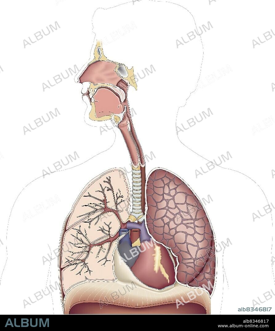 This image shows the nasal cavity, the paranasal sinuses, the epiglottis, the mouth, the pharynx, the larynx, the esophagus, the trachea, the heart, the lungs, the trachea and the diaphragm.