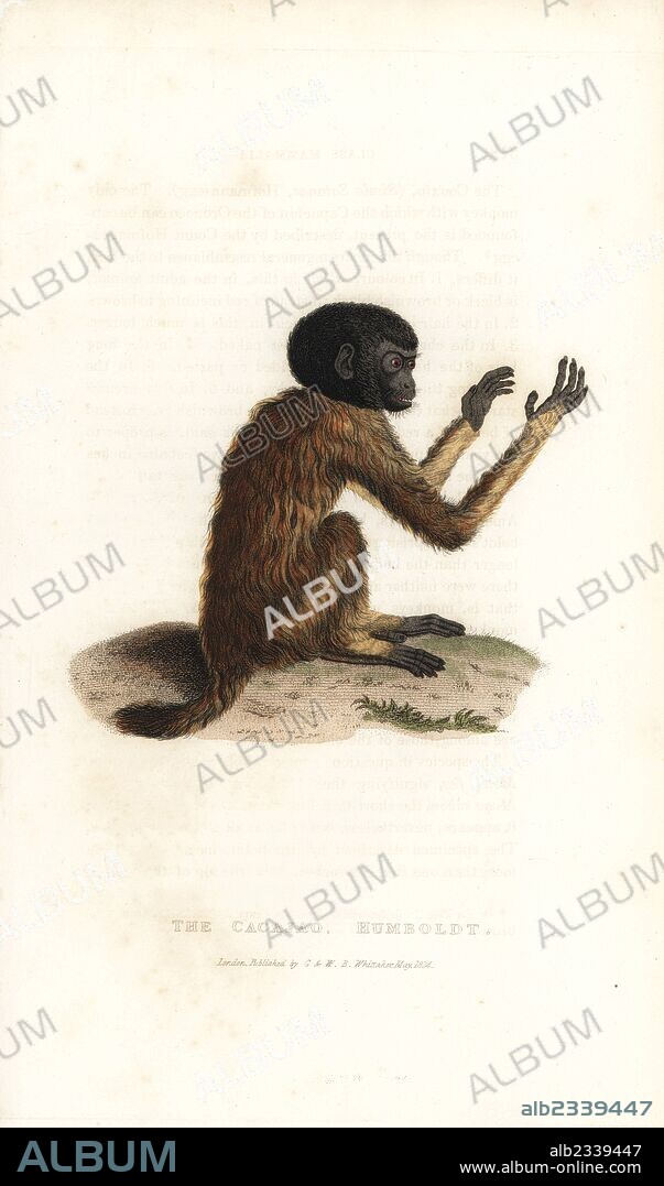 Golden-backed uakari, Cacajao melanocephalus (Cacajao monkey, Simia melanocephala). After a drawing by Alexander von Humboldt. Handcoloured copperplate engraving from Edward Griffith's The Animal Kingdom by the Baron Cuvier, London, Whittaker, 1824.