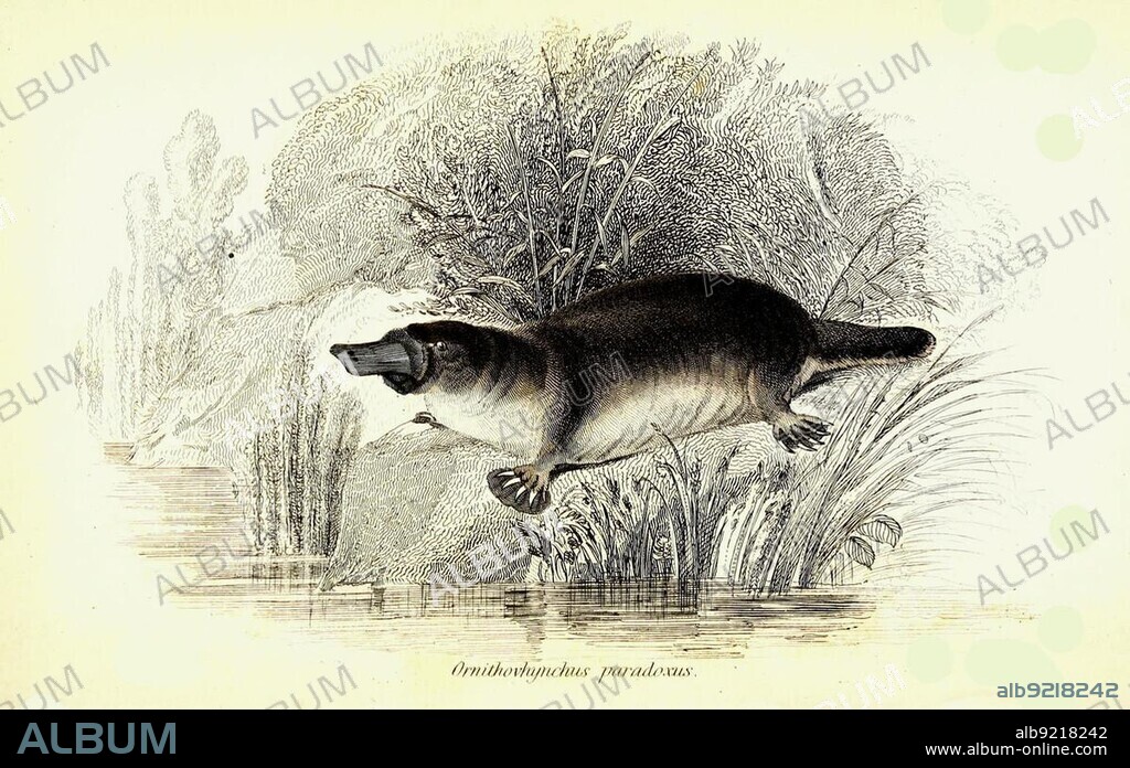 Platypus (Ornithorhynchus anatinus) (marsupialia), English platypus, paradoxus, is an egg-laying mammal from Australia, Historic, digitally restored reproduction from a 19th century original, The natural history of or pouched animals, G.R. Waterhouse, 1841
