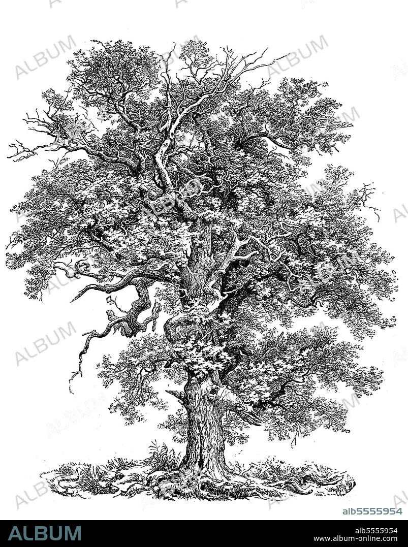 bekannt als Stieleiche (Quercus robur), Stieleiche, Europäische Eiche oder Stieleiche, digital restaurierte Reproduktion einer Originalvorlage aus dem 19. Jahrhundert.