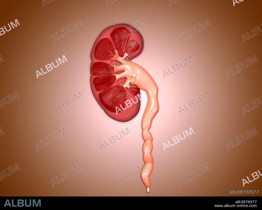 Ureterovesical junction (UVJ) in the kidney. This is the point where the ureters from the kidney connect to the bladder.