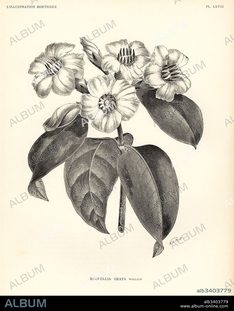 Strophanthus gratus (Roupellia grata). Woodcut by A. E. Smith after an illustration by Gardchron from Jean Linden's l'Illustration Horticole, Brussels, 1888.