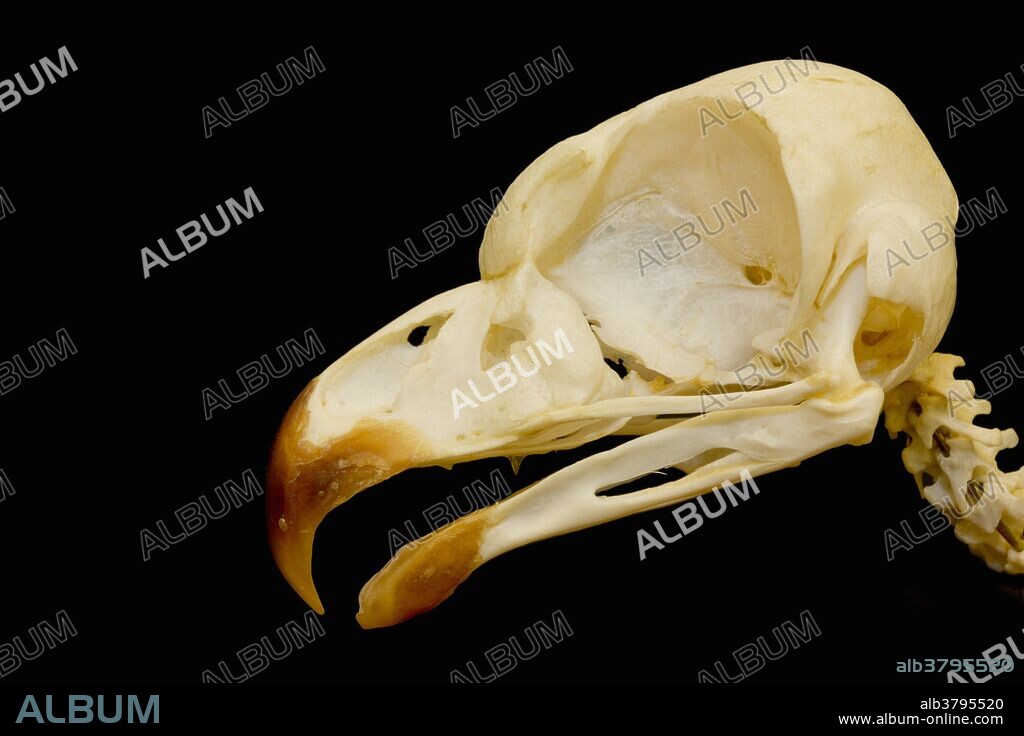 Great Horned Owl (Bubo virginianus) skull.