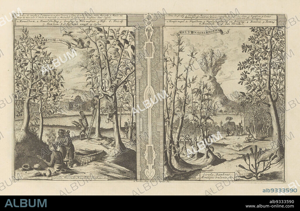 Cinnamon, nutmeg, cloves and bamboo, Cinnamon and Nutmeg, Canelle, Muscade, Chasse des Elephans, etc, Clove crop, Girofle, Bambous, Montagne brulante, etc (title on object), Les Indes Orientales et Occidentales et autres lieux (series title), Representation in two parts. On the left a landscape with the nutmeg tree and the cinnamon tree. In the cinnamon tree are some monkeys. Two men are harvesting the bark. In the foreground is a nutmeg nut and mace. A woman extracts the oil from the nutmeg. In the background, the elephant capture in Ceylon. On the right depiction a landscape with the clove tree and bamboo. Some men are harvesting the cloves. In the background the volcano Ternate. With a legend in French and Dutch. The print is part of an album., print maker: Romeyn de Hooghe, publisher: Pieter van der Aa (I) (mentioned on object), Leiden, 1682 - 1733, paper, etching, height 199 mm × width 337 mm.