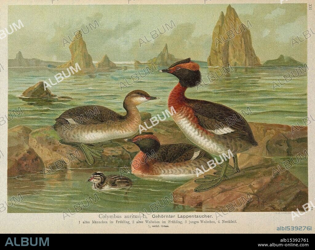 Naumann, Naturgeschichte der Vögel Mitteleuropas, v.12, Gera-Untermhaus, F.E. Köhler, 1897-1905 [v.1, 1905], birds, Europe, The scene depicts a group of aquatic birds, identified as Colymbus auritus, commonly known as the Eared Grebe. Three adult birds are shown: two are swimming closely together, characterized by their distinctive plumage featuring brown and black tones with striking reddish markings. The third bird, a small chick, is gently floating nearby, showcasing its downy feathers. The backdrop features rocky formations emerging from a serene body of water, hinting at a natural habitat, with soft waves creating a tranquil ambiance. The illustration showcases the beauty of these birds in their environment, capturing their elegance and the peacefulness of their surroundings.