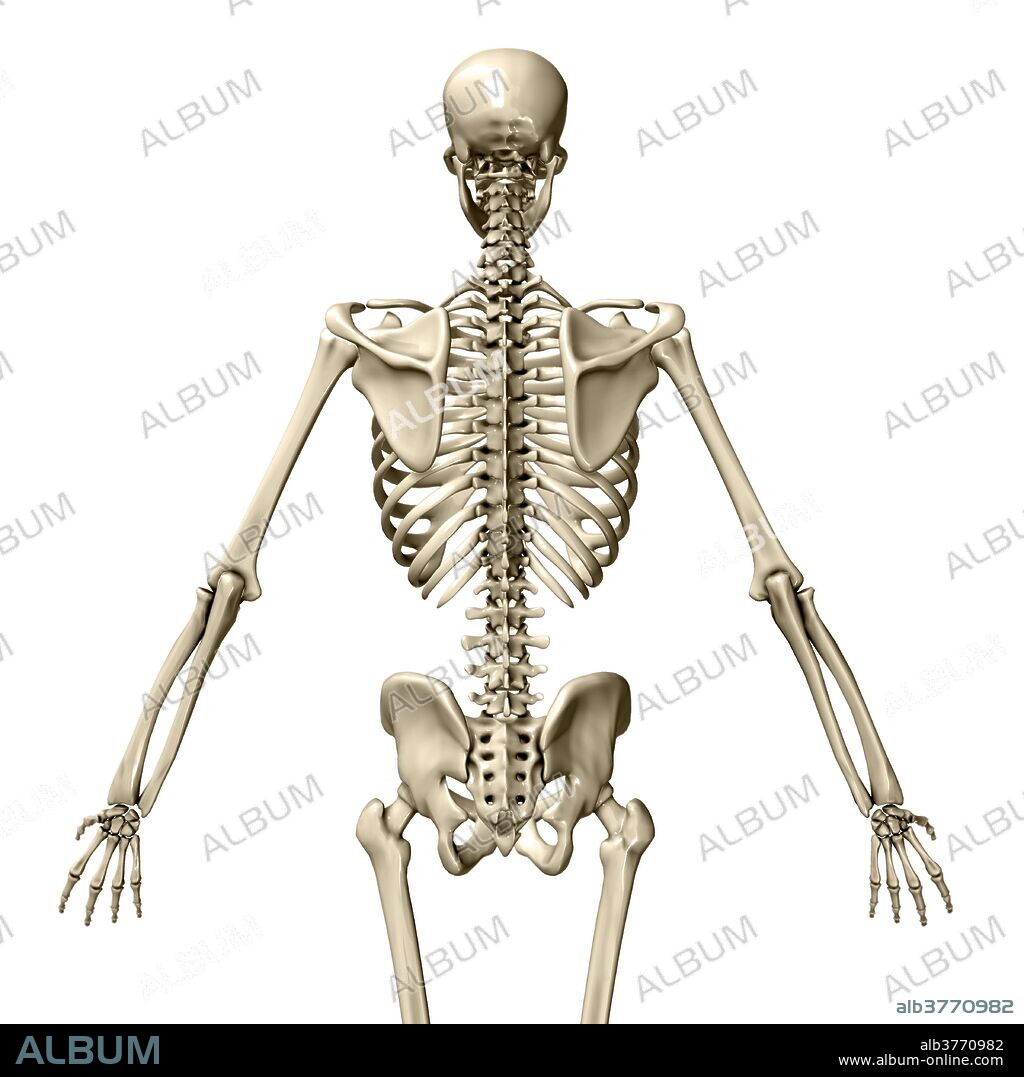 A 3D model of a human skeleton from a posterior view, focussing on the upper body.
