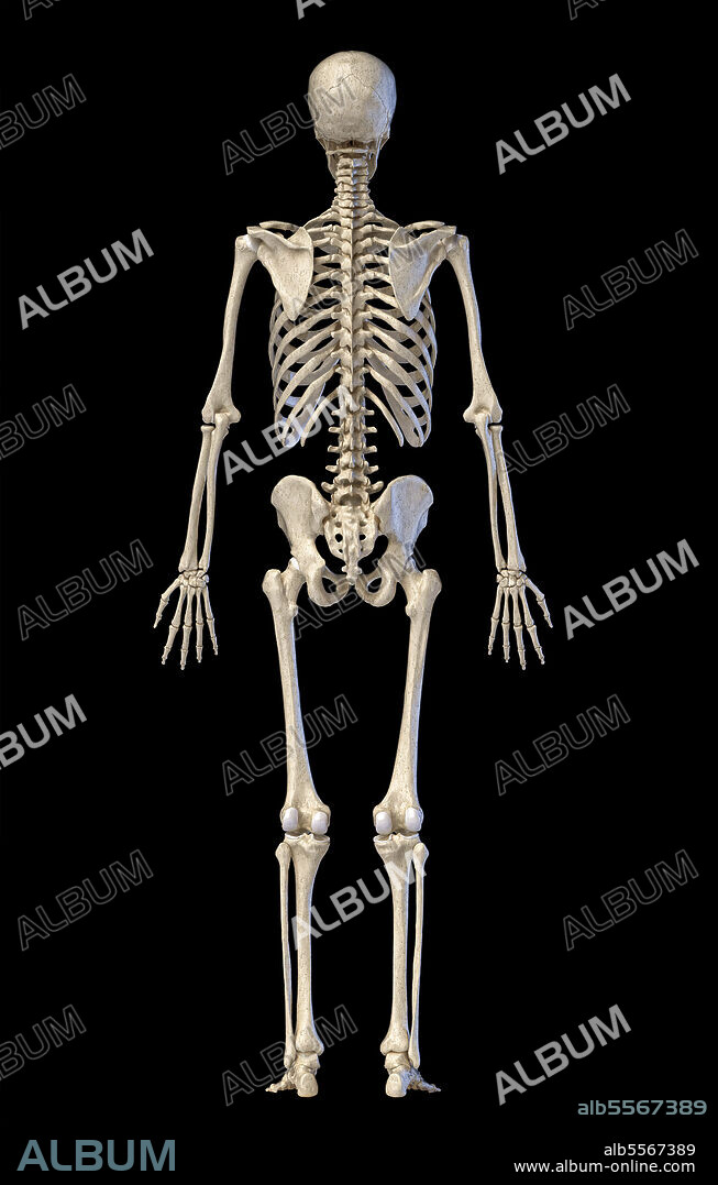 3D illustration of full body human skeletal system, rear view on black background.