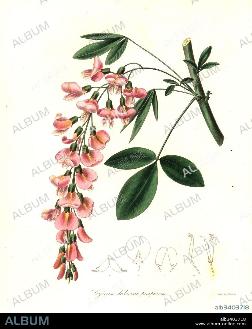 Purple laburnum, hybrid of Laburnum anagyroides and Cytisus purpureus (Cytisus laburno-purpureus). Handcoloured copperplate engraving by Watts after a botanical illustration by Mills from Benjamin Maund and the Rev. John Stevens Henslow's The Botanist, London, 1836.