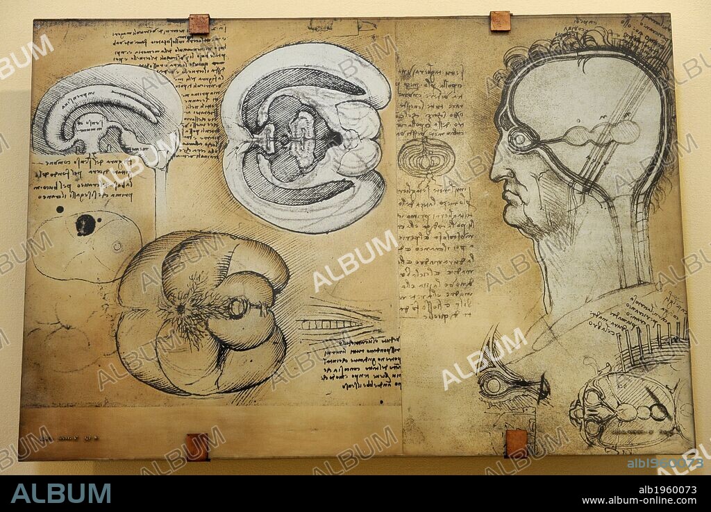 Nervous system Leonardo da Vinci's drawing. 15 th century. Leonardo studies the central nervous system in the ox brain an ingenious technique allows him to reproduce the shape of the brain ventricles by filling them with melted wax. Copy.
