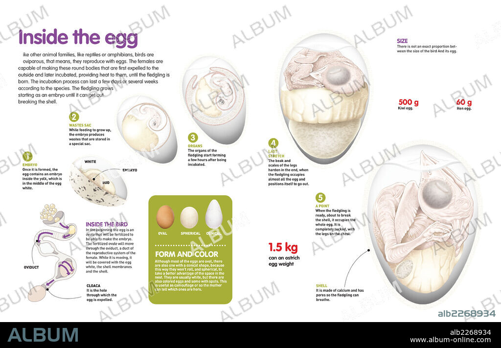 Inside the egg. Infographic about the formation process of birds inside the egg, the different types of eggs and its parts.