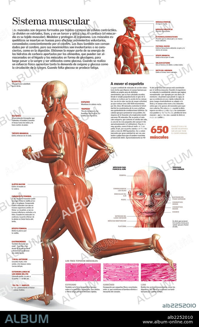 Sistema muscular. Infografía del sistema muscular del ser humano, detalle de los músculos de la cara y tipos de músculos.