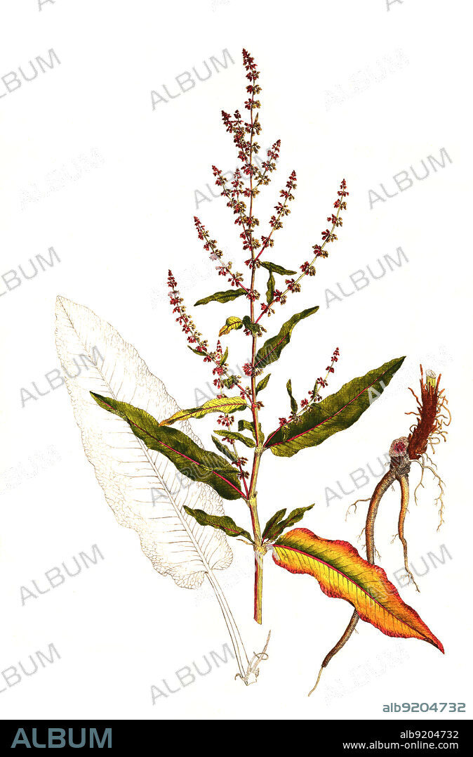 Wiesen-Sauerampfer, Rumex acetosa, auch Sauerampfer, Sauerlump / Sorrel, Rumex acetosa, also called common sorrel or garden sorrel, historical, digital improved reproduction of an original from the 19th century / digital restaurierte Reproduktion einer Originalvorlage aus dem 19. Jahrhundert, genaues Originaldatum nicht bekannt.