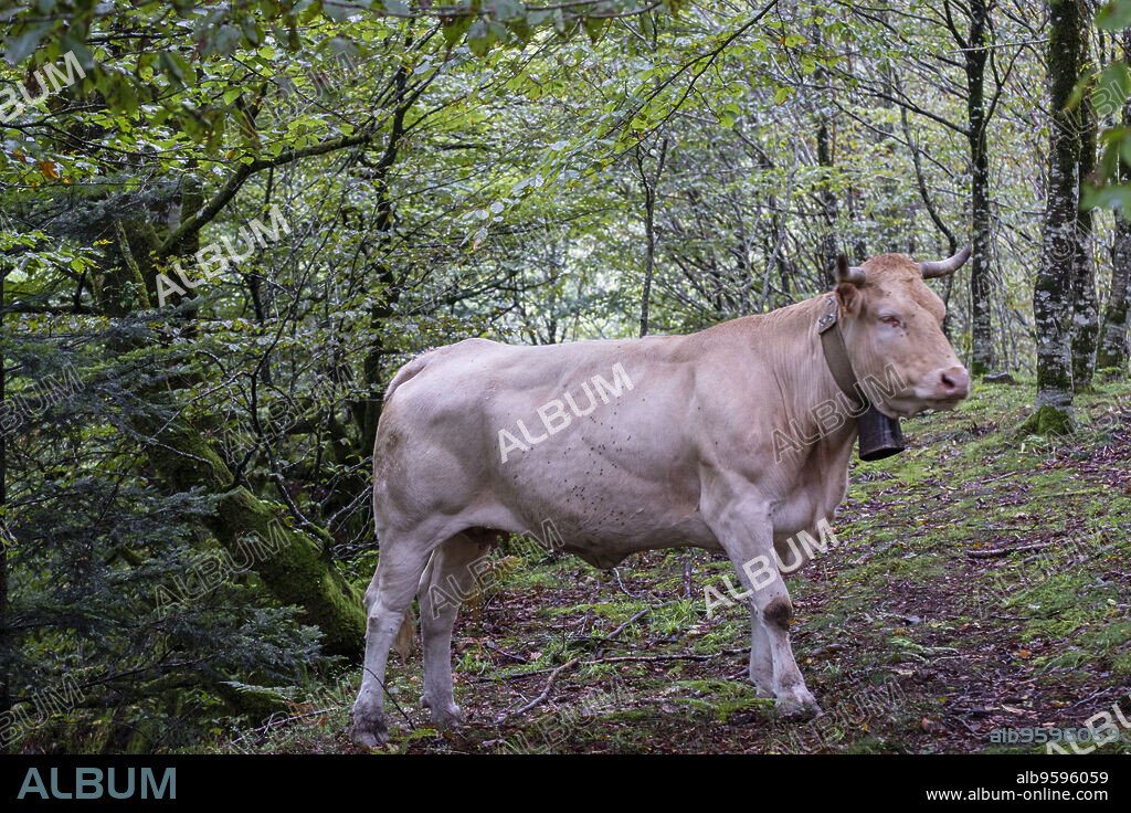 vaca pirenaica en el interior del hayedo, valle de Belagua, Isaba, Navarra, Spain, Europe.