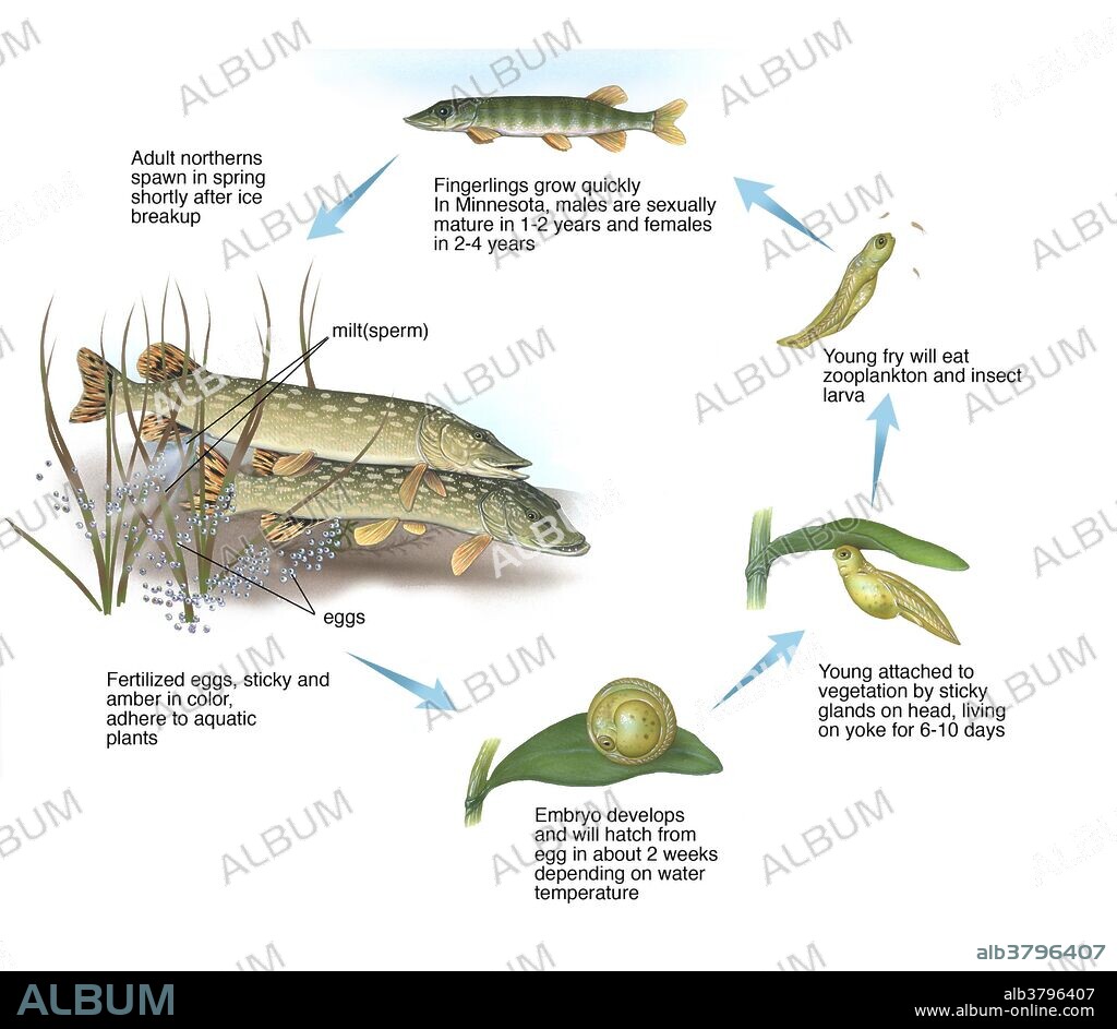 Illustration of the life cycle of a northern pike (Esox lucius). Northern pike spawn in shallow waters and do not protect their young. The eggs that survive hatch in about two weeks and grow quickly while feeding on zooplankton and insect larva. Males become sexually mature in 1 - 2 years and females in 2 - 4 years.