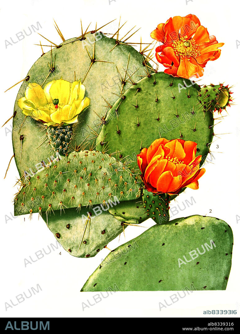 1. Opuntia leucotricha, 2. Opuntia maxima, 3. Opuntia lasiacantha, 4. Opuntia robusta, aus The Cactaceae, descriptions and illustrations, N.L. Britton and J.N. Rose, 1919-1923, Historisch, historical, digital improved reproduction of an original from the 19th century / digital restaurierte Reproduktion einer Originalvorlage aus dem 20. Jahrhundert, genaues Originaldatum nicht bekannt.
