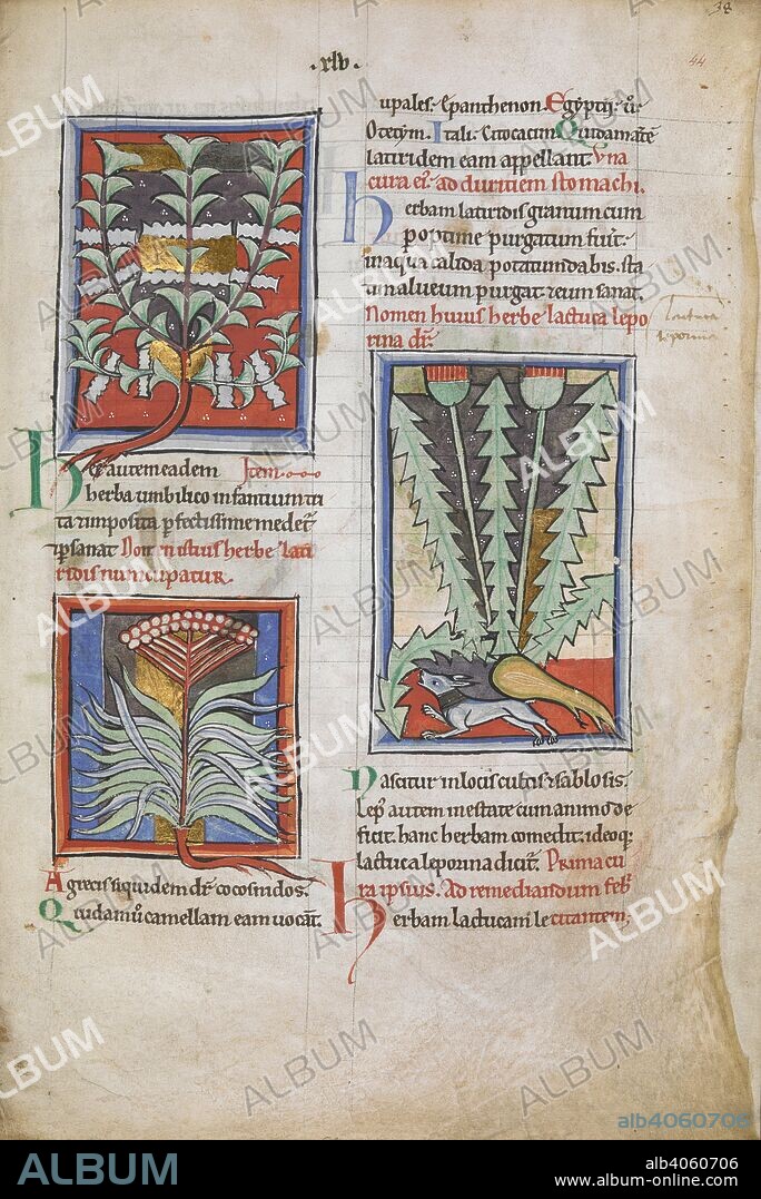 PSEUDO-APULEIUS and PSEUDO-DIOSCORIDES. [Whole folio] Text, with illustrations of lupinum muntanum, latiridis, and lactuca leporina. Herbarium; De herbis feminis. N. England [Durham?] or possibly N. France; 1190-1200. Source: Sloane 1975, f.44. Language: Latin.