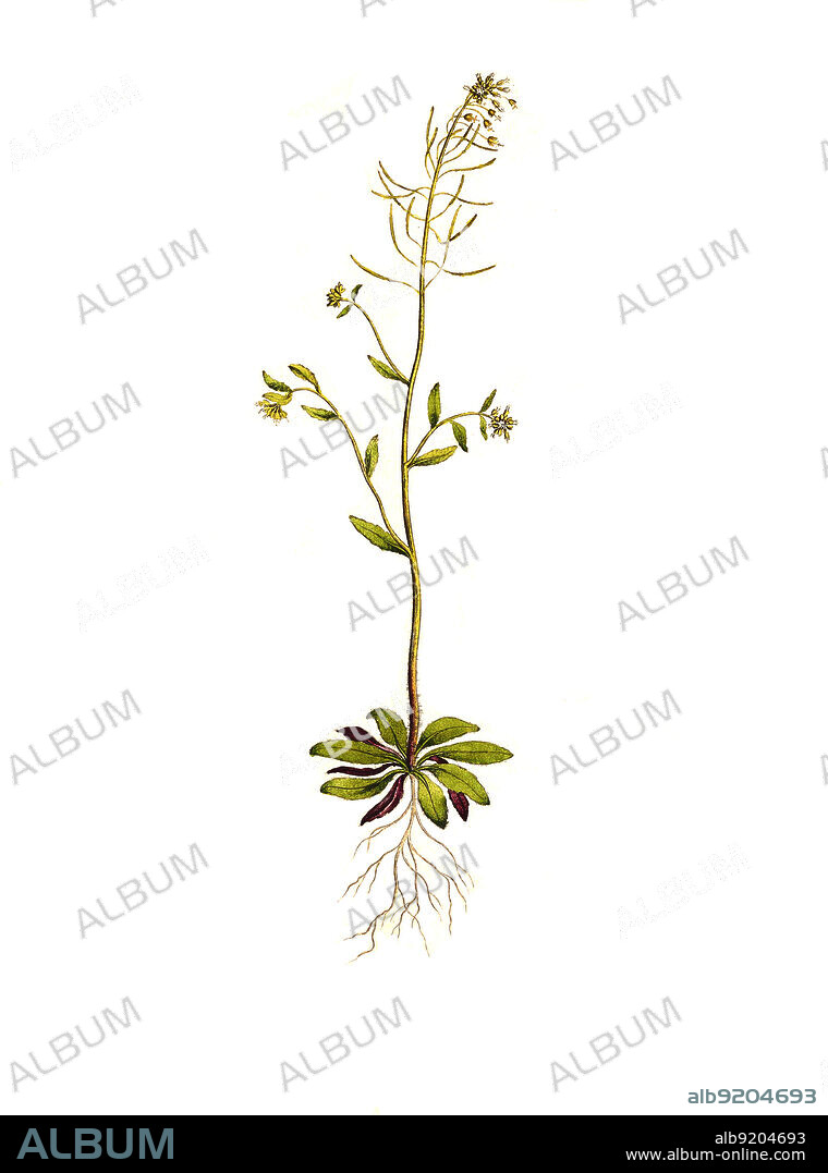 Acker-Schmalwand, Arabidopsis thaliana auch Schotenkresse oder Gänserauke / Arabidopsis thaliana, the thale cress, mouse-ear cress or arabidopsis, historical, digital improved reproduction of an original from the 19th century / digital restaurierte Reproduktion einer Originalvorlage aus dem 19. Jahrhundert, genaues Originaldatum nicht bekannt.