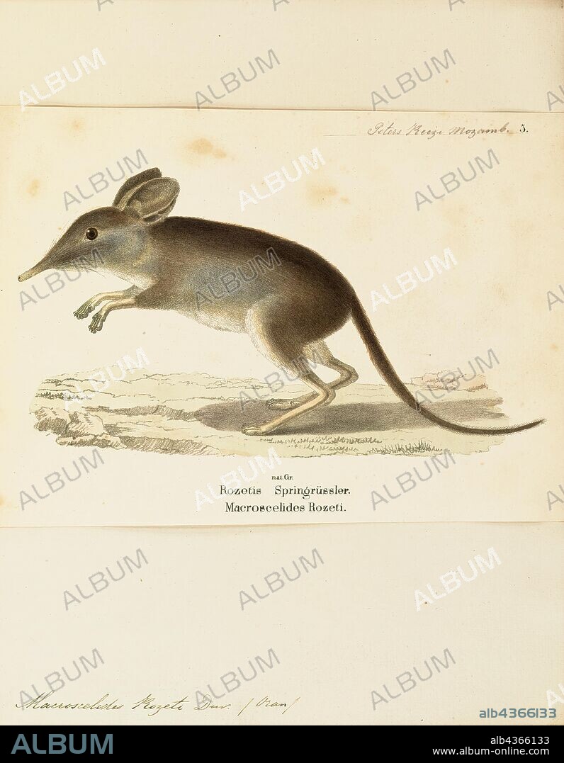 Macroscelides rozeti, Print, The North African elephant shrew or North African sengi (Petrosaltator rozeti) is a species of elephant shrew in the family Macroscelididae. It is found in Algeria, Libya, Morocco, and Tunisia, and is the only extant afrotherian within its range. Recent phylogenetic analyses suggest that its status as the only extant member of its order north of the Sahara has resulted in a genetic split from the other Macroscelididae species. This split likely occurred during the Miocene period. In 2016, John Dumbacher and colleagues created a new genus, Petrosaltator, for this species, recombining the scientific name to Petrosaltator rozeti., 1700-1880.
