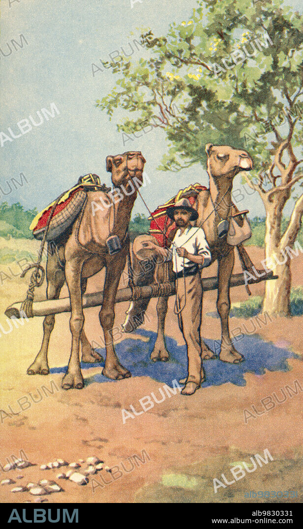 An Australian gold prospector with camels. The use of camels was typical of the men that travelled across vast areas in Australia in search of quartz outcrops, spotting the most prominent outcrops standing out in the landscape from the height of their mounts on the camels, an outcrop would be broken open with a pick to find traces of gold. From a contemporary print, c.1935.
