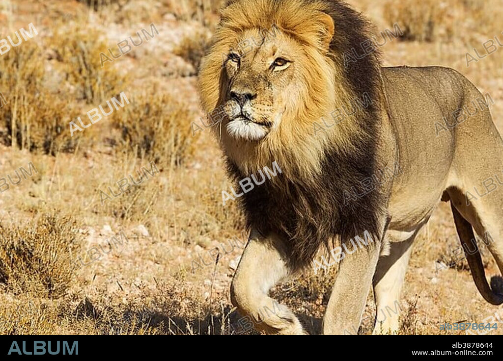 Black-maned Lion (Panthera leo vernayi), male, roaming, Kalahari Desert, Kgalagadi Transfrontier Park, South Africa, Africa.