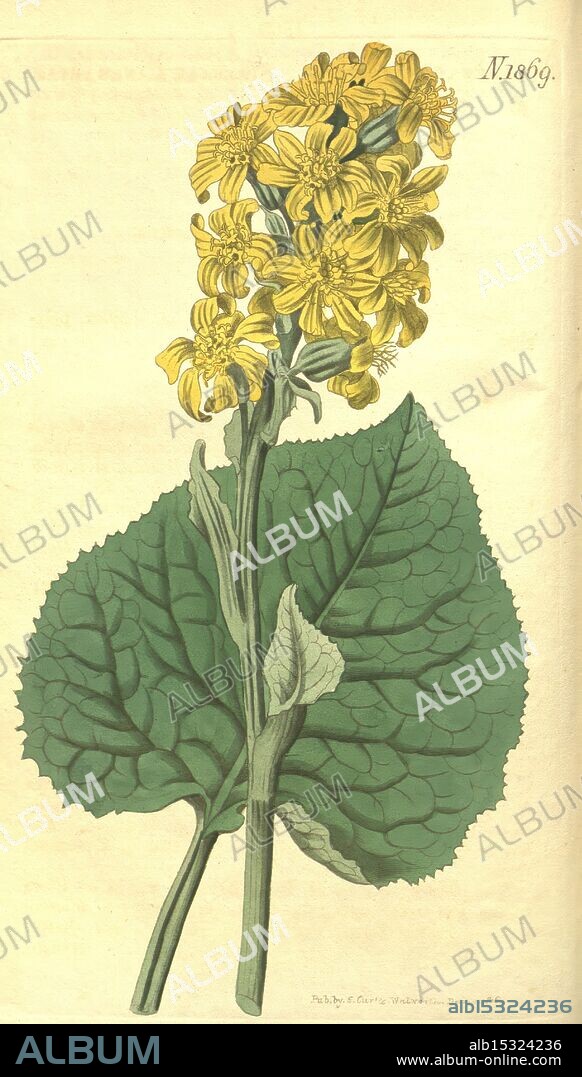 Curtis's Botanical Magazine, London, New York, botanical illustration, botany, periodicals, pictorial works, plants ornamental, Cineraria sibiricaularia sibirica, taxonomy: family= Asteraceae, Eastern Europe, Siberia, Curtis, A botanical illustration of a flowering plant featuring vibrant yellow flowers arranged in clusters atop a sturdy green stem. The leaves are large and broad, with a textured surface and prominent veins, providing a striking contrast to the bright blossoms. The detailed rendering showcases the natural beauty and intricacies of the plant's structure, emphasizing both the petals of the flowers and the lush foliage that supports them, highlighting the elegance of nature in its floral form.