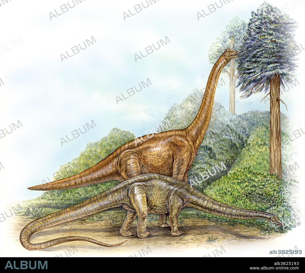Late Jurassic scene showing a brachiosaurus using its long neck to reach beyond other herbivores to bite off leaves in the tops of trees, and a diplodocus using its peglike teeth to scrape vegetation off lower branches.