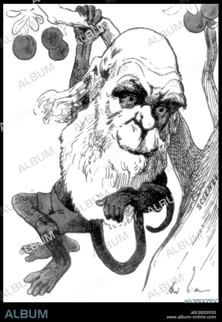 Caricature showing Darwin as a monkey hanging from tree of Science. Charles Robert Darwin (February 12, 1809 - April 19, 1882) was an English naturalist, geologist and biologist. Studies at the University of Cambridge encouraged his passion for natural science. Puzzled by the geographical distribution of wildlife and fossils he collected on the five-year voyage on HMS Beagle, Darwin began detailed investigations and in 1838 conceived his theory of natural selection. Although he discussed his ideas with several naturalists, he needed time for extensive research and his geological work had priority. He was writing up his theory in 1858 when Alfred Russel Wallace sent him an essay that described the same idea, prompting immediate joint publication of both of their theories. Darwin's work established evolutionary descent with modification as the dominant scientific explanation of diversification in nature. In 1871 he examined human evolution and sexual selection in The Descent of Man, and Selection in Relation to Sex, followed by The Expression of the Emotions in Man and Animals (1872). Darwin has been described as one of the most influential figures in human history. He died in 1882, at the age of 73, and he was honored by burial in Westminster Abbey. Relief metal cut with pochoir, 1871. Parisian newspaper, response to the 1871 publication of The Descent of Man.