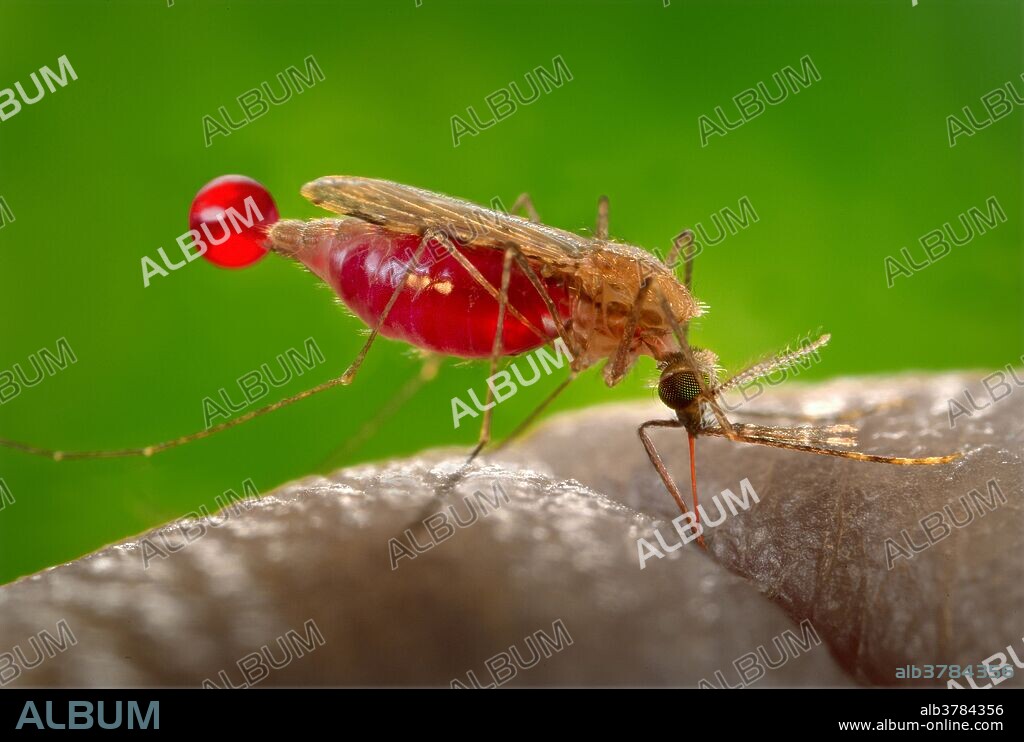 Lateral view of a feeding female Anopheles gambiae mosquito. This specimen had landed on a human skin surface, and was in the process of obtaining its blood meal through its sharp, needle-like labrum, which it had inserted into its human host. Note the red color of the labrum, as it was filled with blood, and the bright-red abdomen that had become enlarged due to its blood meal contents. You can also see a droplet of blood that was being expelled from the distal tip of its abdomen. A. gambiae is a known vector for the parasitic disease malaria.
