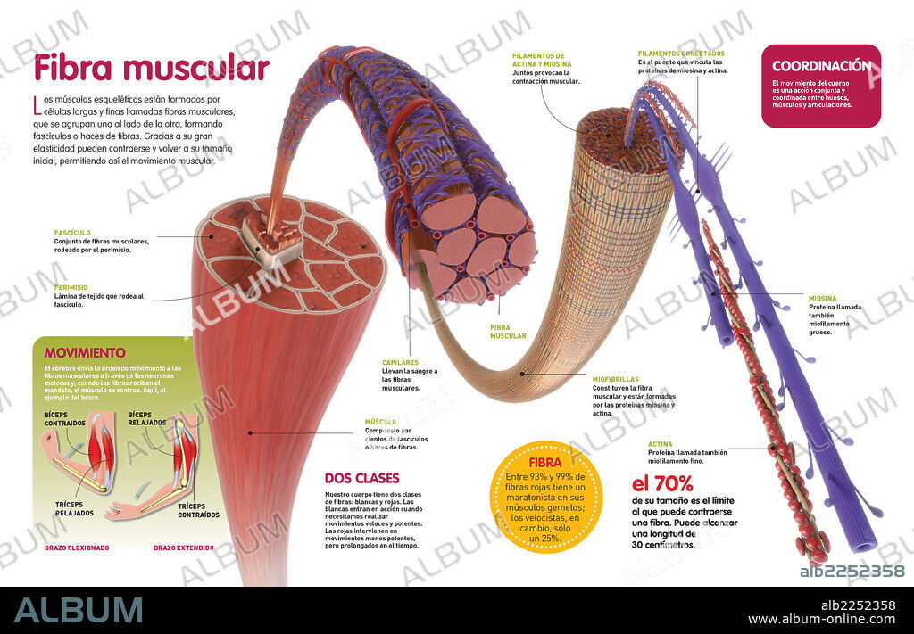 Fibra muscular. Infografía que describe la estructura interna de los músculos, la fibra muscular y cómo se produce el movimiento muscular.