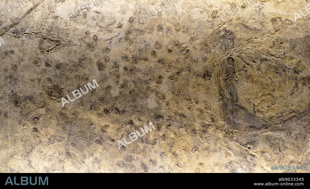 Replica of the Laetoli footprints, hominin footprints which are preserved in volcanic ash, in Tanzania dated to the Plio-Pleistocene. Dated 21st Century.