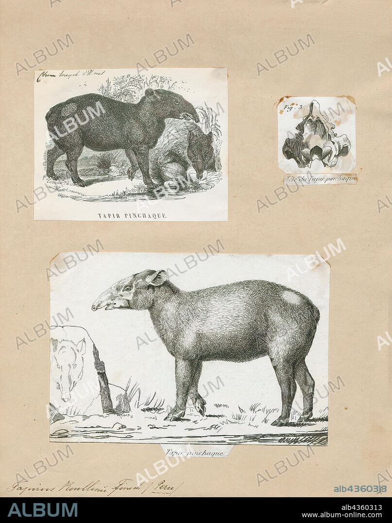 Tapirus roulinii, Print, A tapir is a large, herbivorous mammal, similar in shape to a pig, with a short, prehensile nose trunk. Tapirs inhabit jungle and forest regions of South America, Central America, and Southeast Asia. The five extant species of tapirs, all of the family Tapiridae and the genus Tapirus, are the Brazilian tapir, the Malayan tapir, the Baird's tapir, the kabomani tapir and the mountain tapir. The four species that have been evaluated (all except the kabomani) are all classified on the IUCN Red List as Endangered or Vulnerable. The tapirs have a number of extinct relatives in the superfamily Tapiroidea. The closest extant relatives of the tapirs are the other odd-toed ungulates, which include horses, donkeys, zebras and rhinoceroses., 1700-1880.