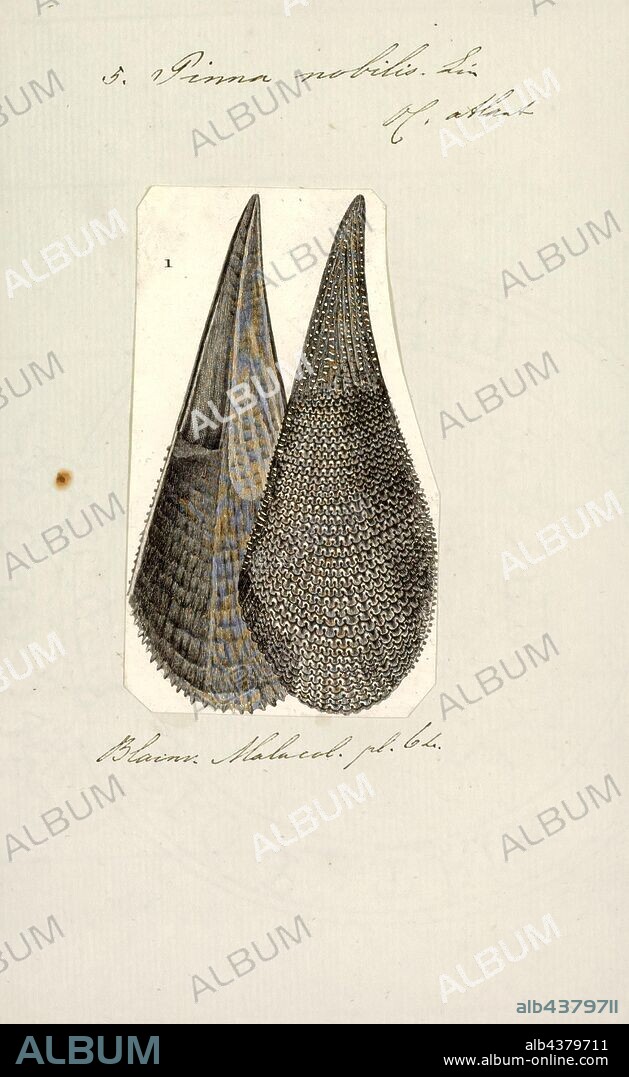 Pinna nobilis, Print, Pinna nobilis, common name the noble pen shell or fan mussel, is a large species of Mediterranean clam, a marine bivalve mollusc in the family Pinnidae, the pen shells. It reaches up to 120 cm (4 ft) of shell length.
