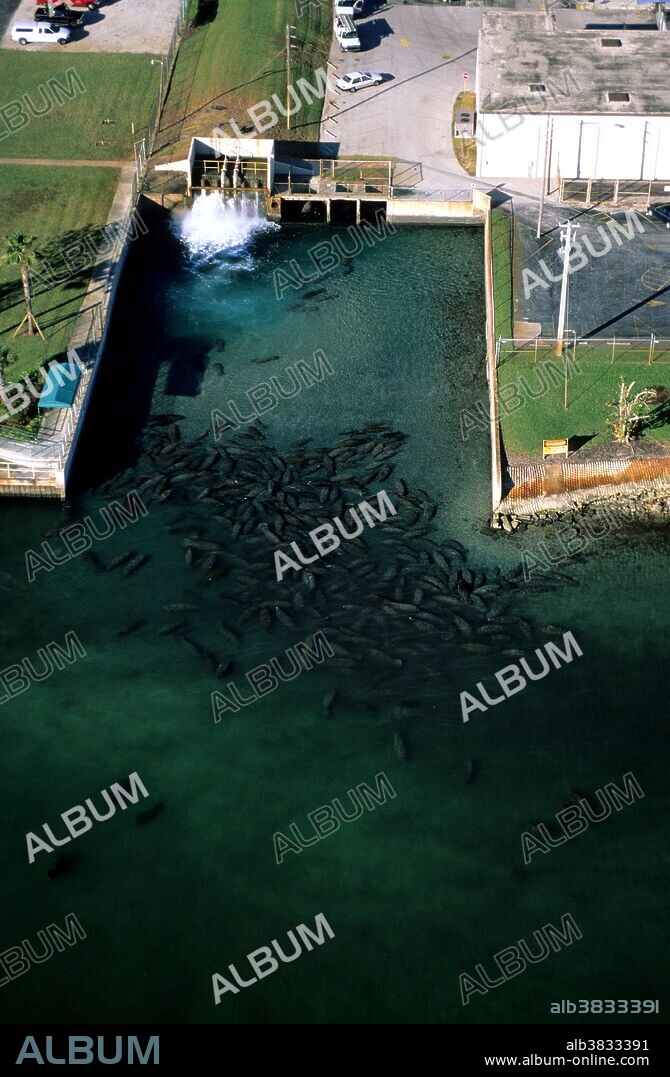 Florida Manatees (Trichechus manatus latirostris) seeking refuge in the warm-water discharge of FPL power plant in Riviera Beach, Florida.