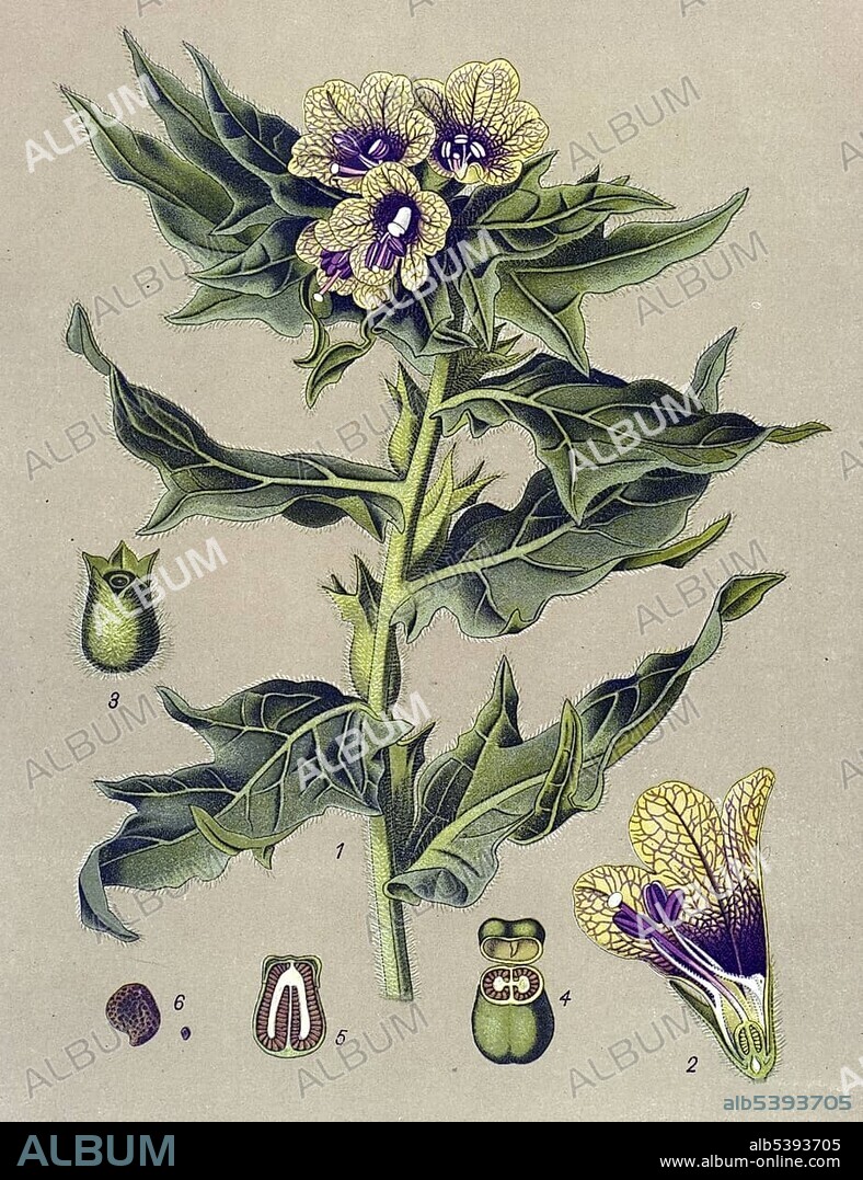 Historical illustration, Henbane (Hyoscyamus niger), poisonous plant, medicinal plant