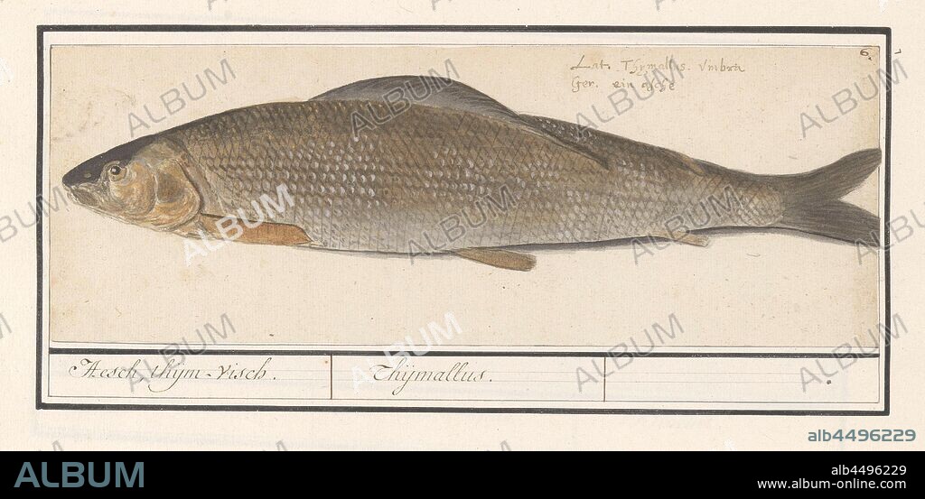 Flag salmon (Thymallus thymallus), Hesch, thijm-fish. / Thijmallus (title on object), Flag salmon. Numbered top right: 6, with the name in two languages. Part of the sixth album with drawings of fish, shells and insects. Sixth of twelve albums with drawings of animals, birds and plants known around 1600, commissioned by Emperor Rudolf II. With explanations in Dutch, Latin and French, Anselmus Boetius de Boodt, 1596 - 1610, paper, pencil, chalk, watercolor (paint), deck paint, ink, pen, h 111 mm × w 310 mm.