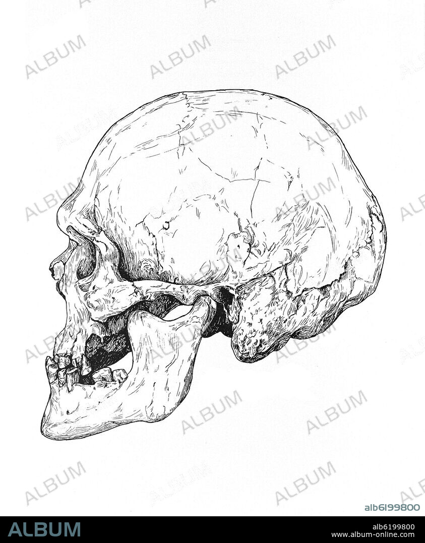 CRANEO DE HOMO SAPIENS - HOMO MOULLIAN.