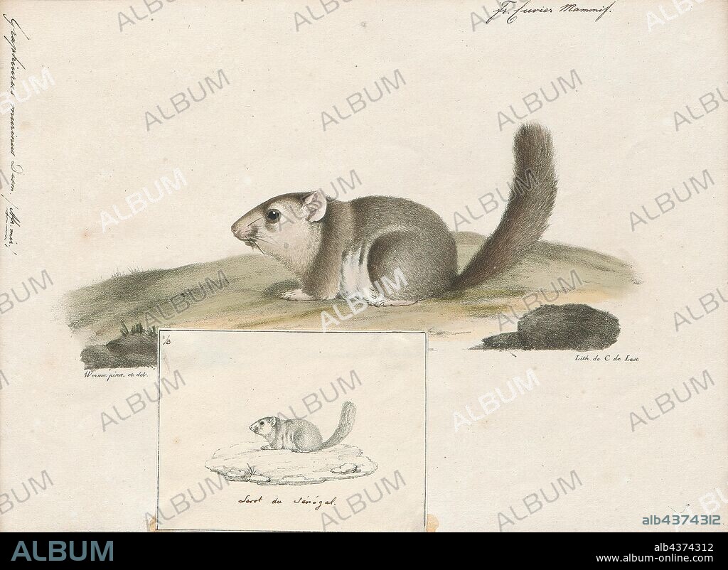 Graphiurus murinus, Print, The woodland dormouse (Graphiurus murinus) is a species of rodent in the family Gliridae. It is native to southern and eastern Africa and is also known as the African dwarf dormouse, African pygmy dormouse, or colloquially as micro squirrel. Found in limited numbers in the pet trade, it has complicated care requirements compared to other pet rodents. Its natural habitats are subtropical or tropical, moist montane forests and rivers., 1700-1880.