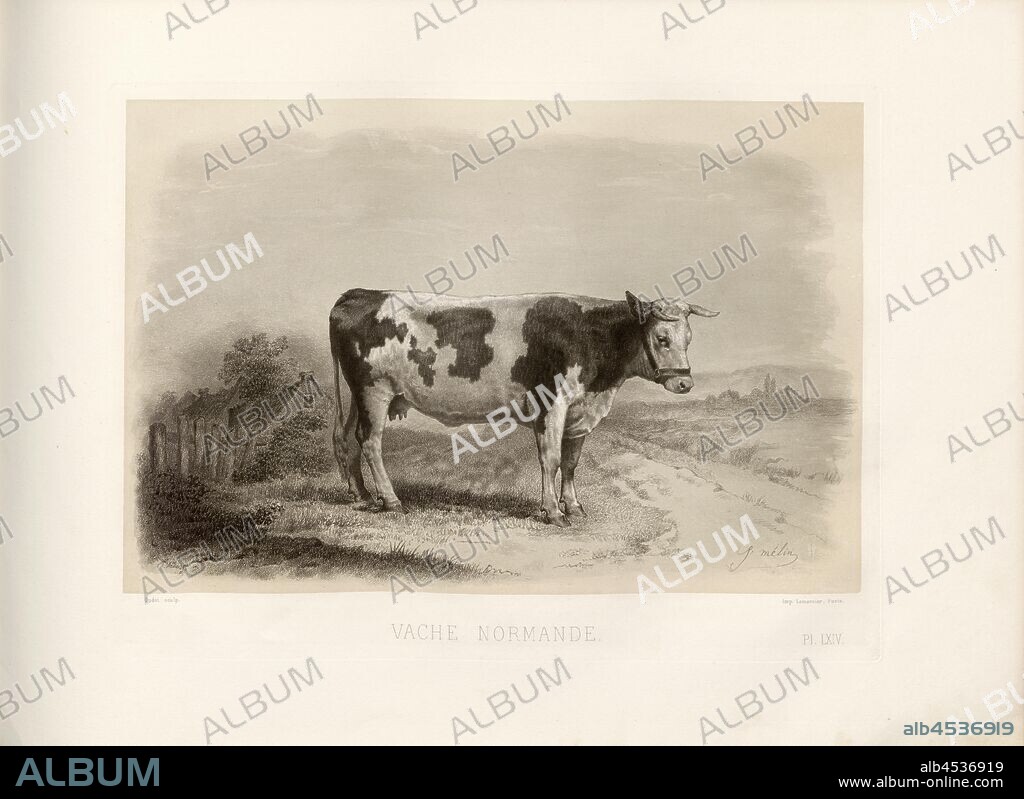 Norman cow, French cattle breed, cow, signed: Ph. Nadar; J. Mélin; Oudet sculp, Pl. LXIV, p. 147, Tournachon, Adrien Alban (Phot.); Mélin, J., Oudet (sc.), Emile Baudement: Les races bovines au concours universel agricole de Paris en 1856: études zootechniques. Bd. 2. Paris: Imprimerie Impériale, MDCCCLXI [1861].