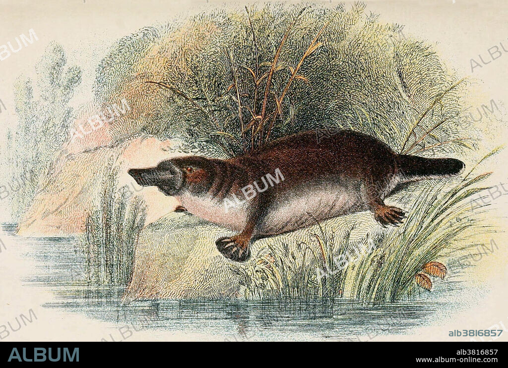 Duck-Billed Platypus (Ornithorhynchus anatinus)