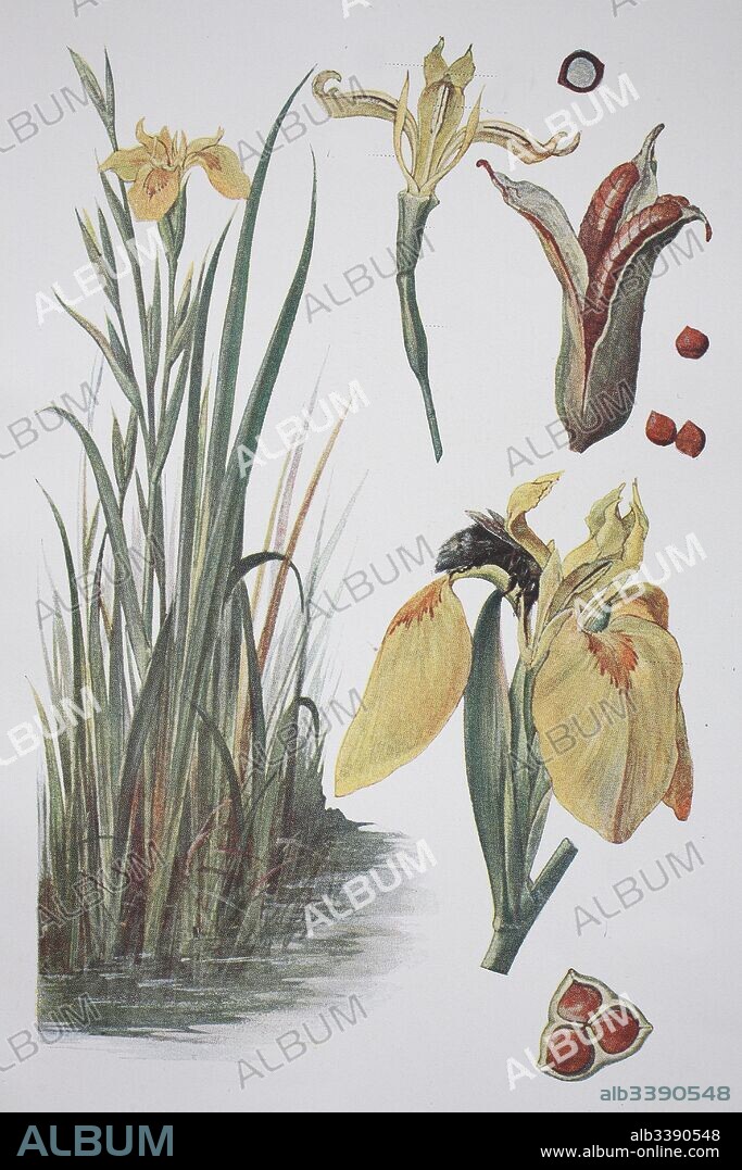 Iris pseudacorus, yellow flag, yellow iris, water flag, lever, historical illustration, 1880.