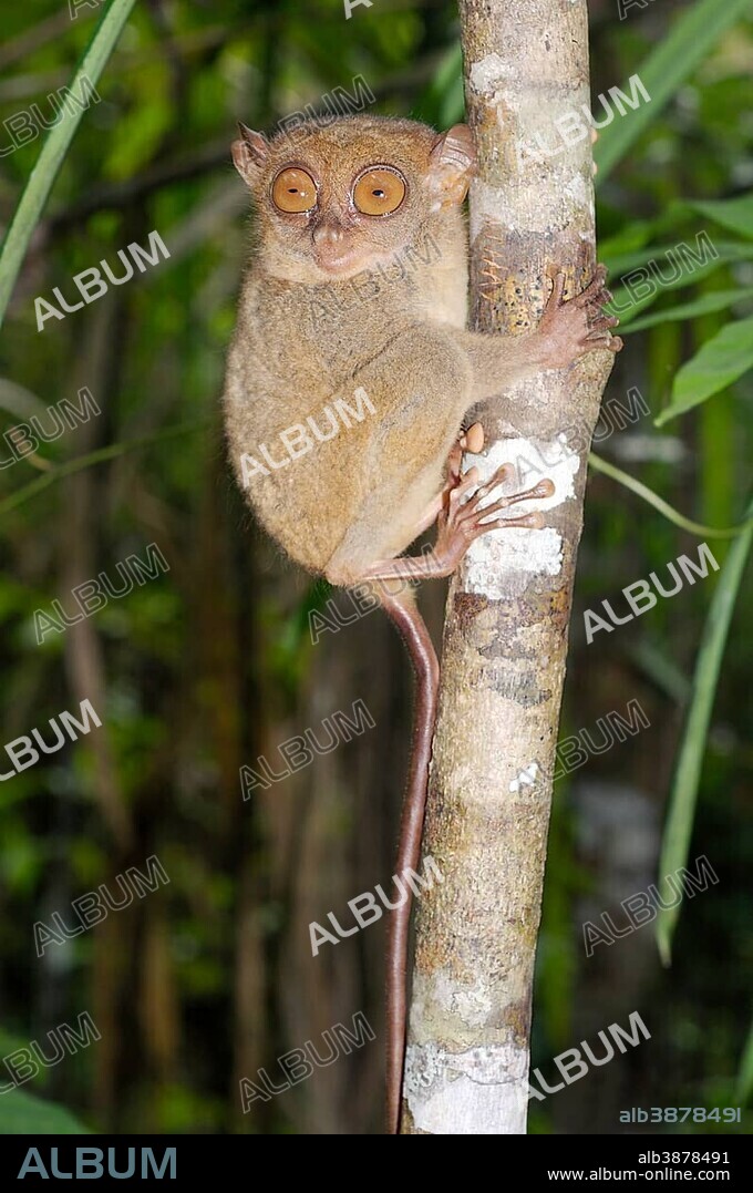 Philippine Tarsier (Carlito syrichta), Bohol Island, Southeast Asia, Philippines