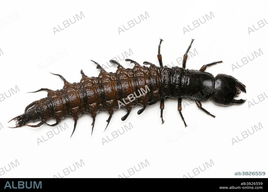 Hellgrammite, Corydalus sp., the larval form of a dobsonfly.