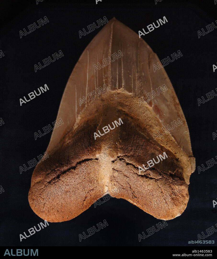 Diente de carcharodon. Mioceno. Yorktown. Museo de Geología. Rapid City. Estado de Dakota del Sur. Estados Unidos.